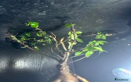 Chameleon reptiles for sale: Baby yemen chameleons  - Image 2