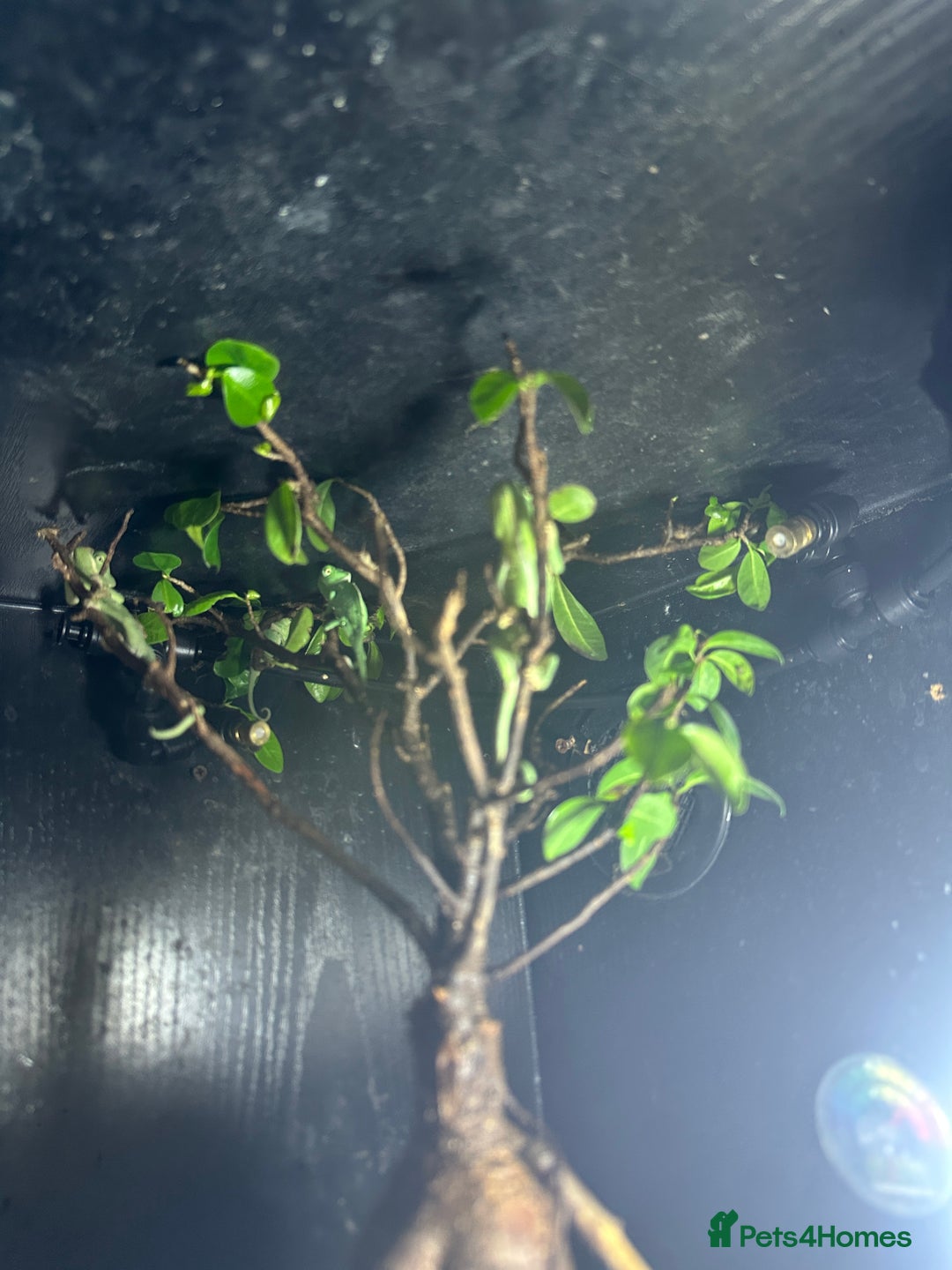 Chameleon reptiles for sale: Baby yemen chameleons  - Image 2