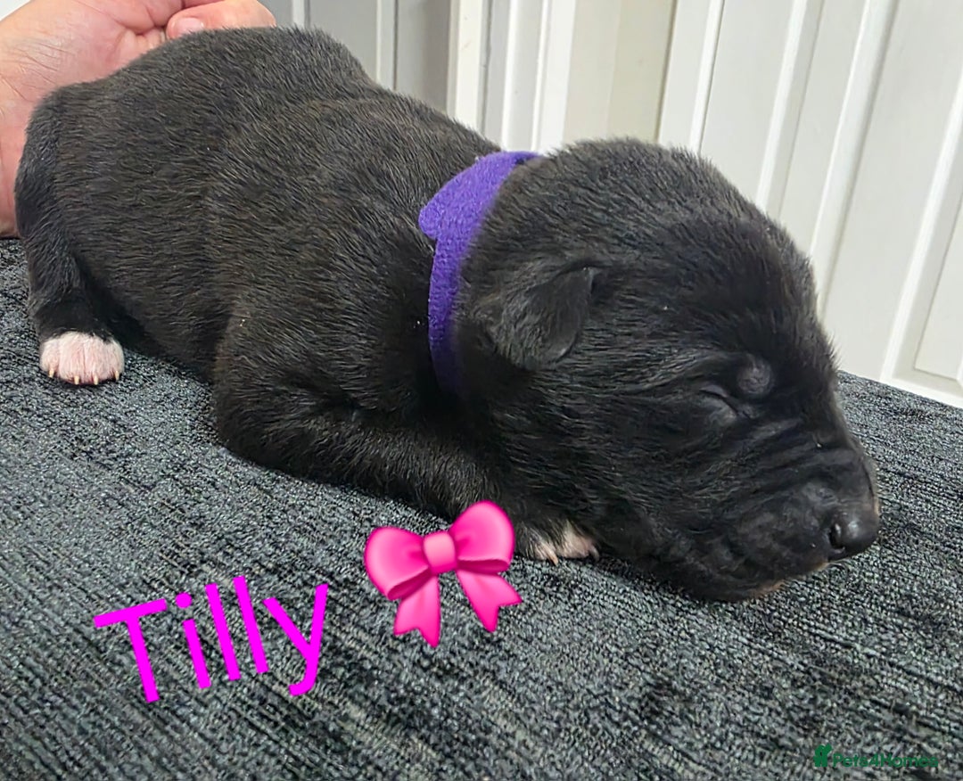 Mixed Breed dogs for sale: Saluki collie bull whippet greyhound pups - Advert 8