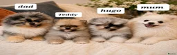 Pomeranian dogs for sale: Pomeranian Unique colour boys  - Advert 11