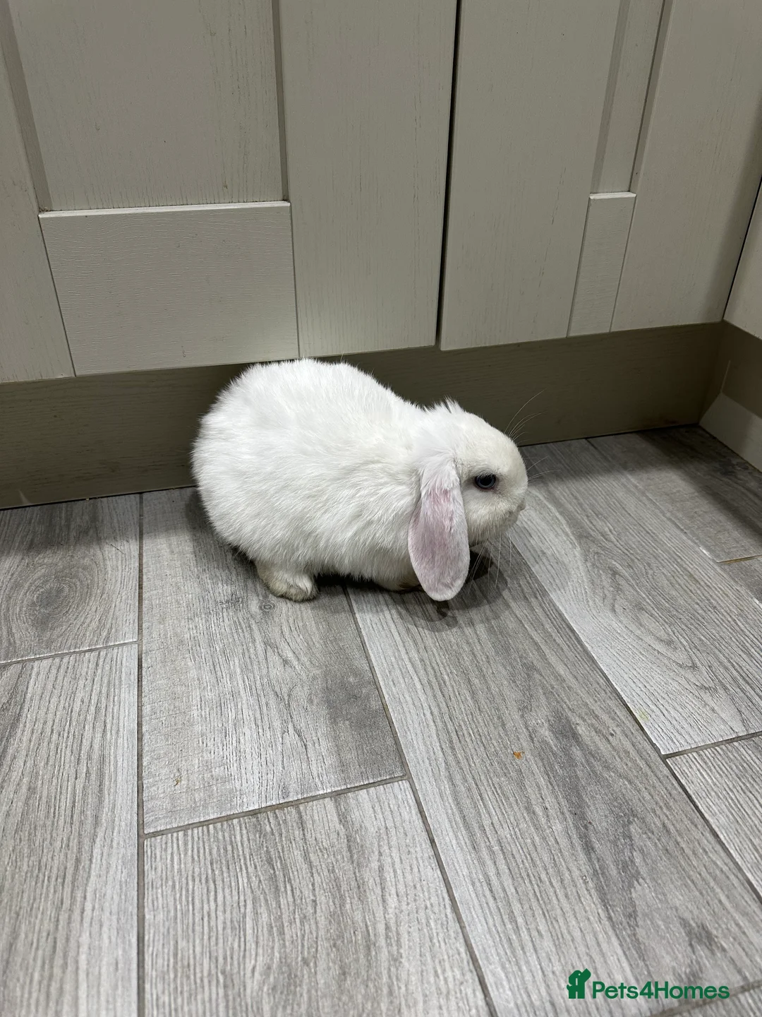 Mini Lop rabbits for sale: 1 left now . mini lop baby rabbits. - Advert 7