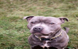 Staffordshire Bull Terrier dogs for stud: Staffordshire bull terrier   - Image 1