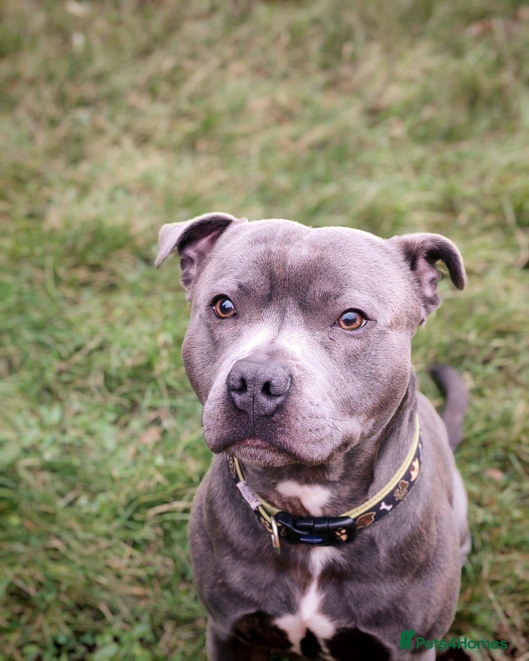 Staffordshire Bull Terrier dogs for stud: Staffordshire bull terrier   - Image 1