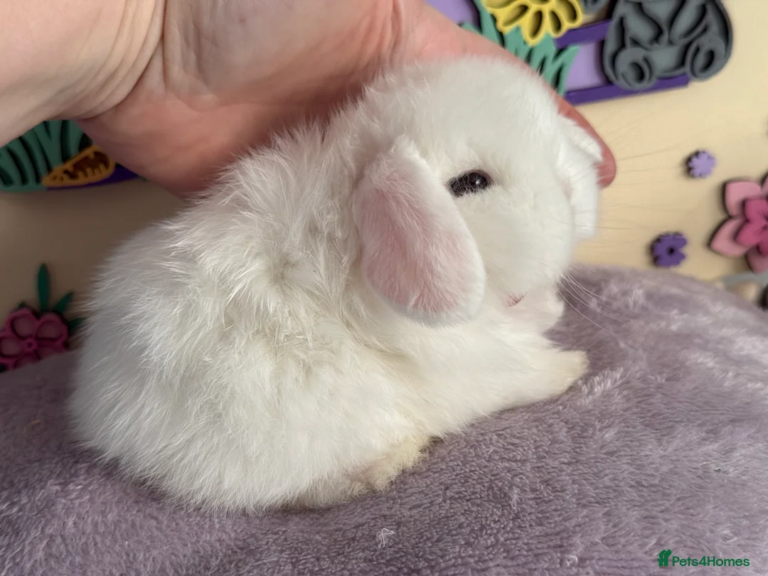 Mini Lop rabbits for sale: Doe and buck mini lops  - Advert 13
