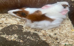 Guinea Pig rodents for sale: Baby guinea pigs - Image 6
