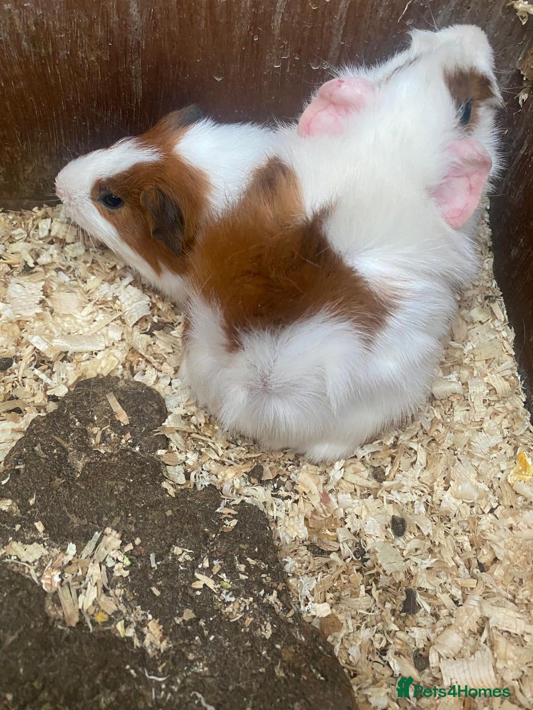 Guinea Pig rodents for sale: Baby guinea pigs - Image 6