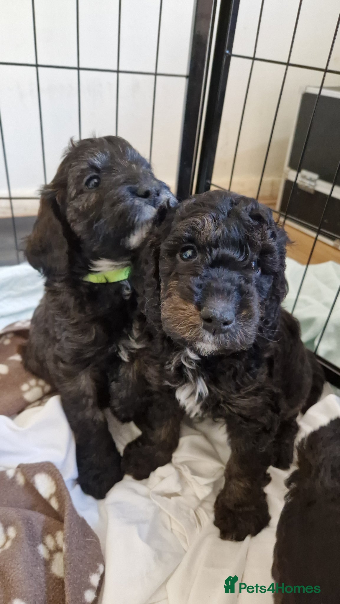 Cockapoo dogs F1b Cockapoos  - Advert 8