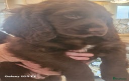 Cocker Spaniel dogs for sale: Cocker Spaniel puppies  - Image 31