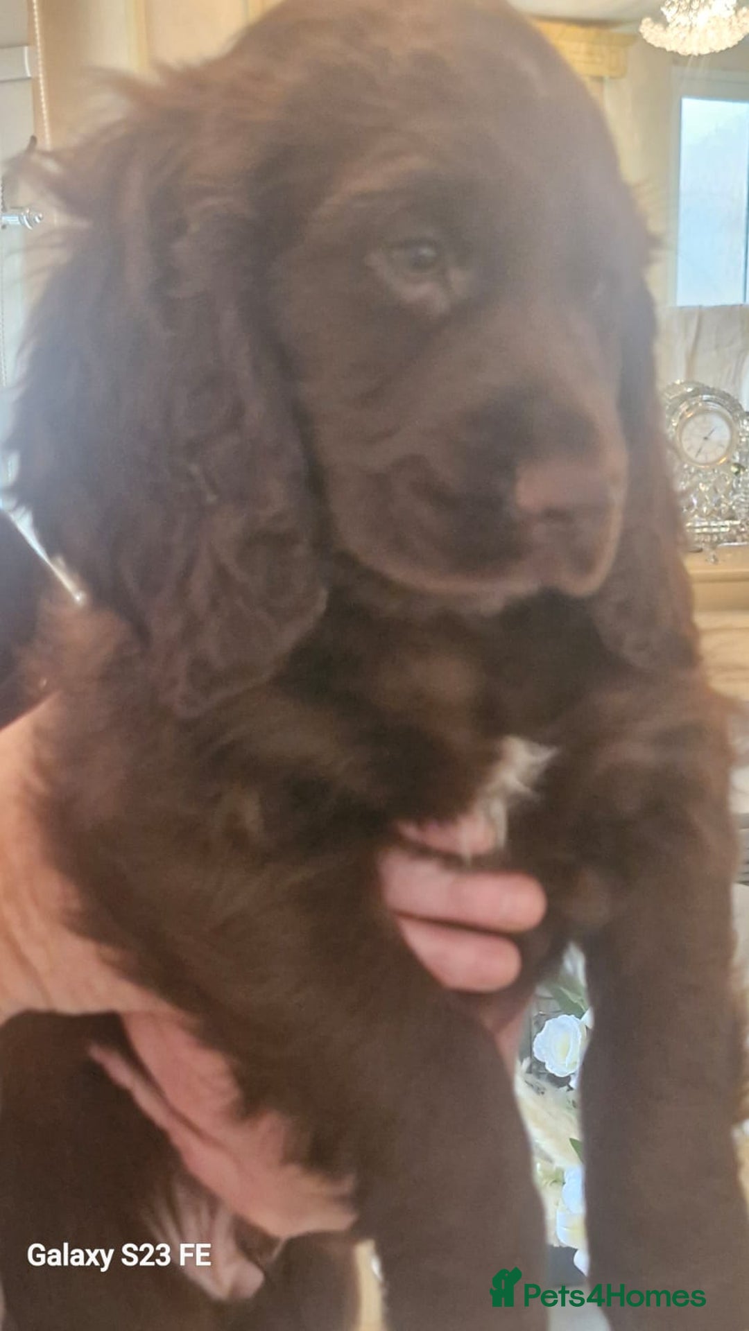 Cocker Spaniel dogs for sale: Cocker Spaniel puppies  - Image 31