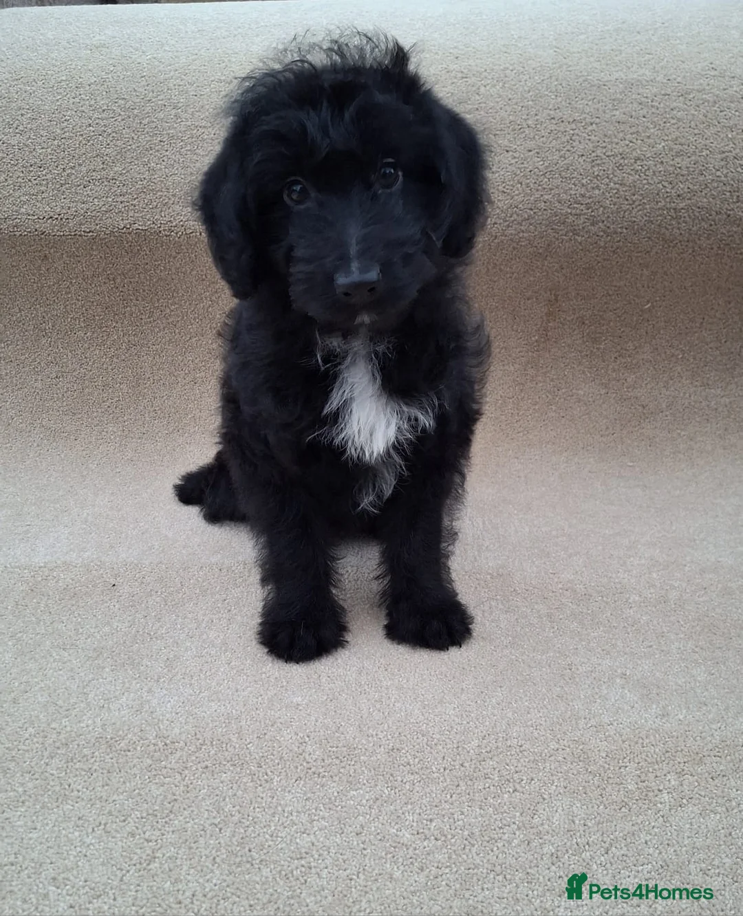 Bordoodle dogs for sale: Bordoodle puppy - Advert 5