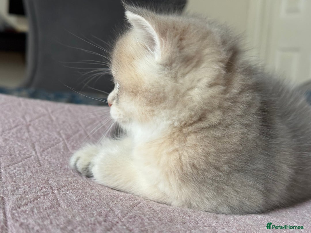 British Shorthair cats for sale: Ready now golden BSH - Image 26