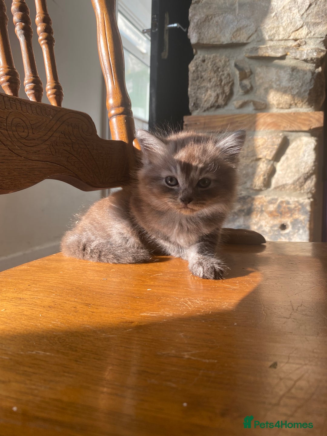 Mixed Breed cats for sale: 2 Fluffy female Kittens - Image 3