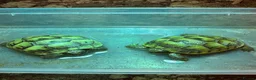 Tortoise reptiles for sale: spur-thighed tortoise - Advert 4