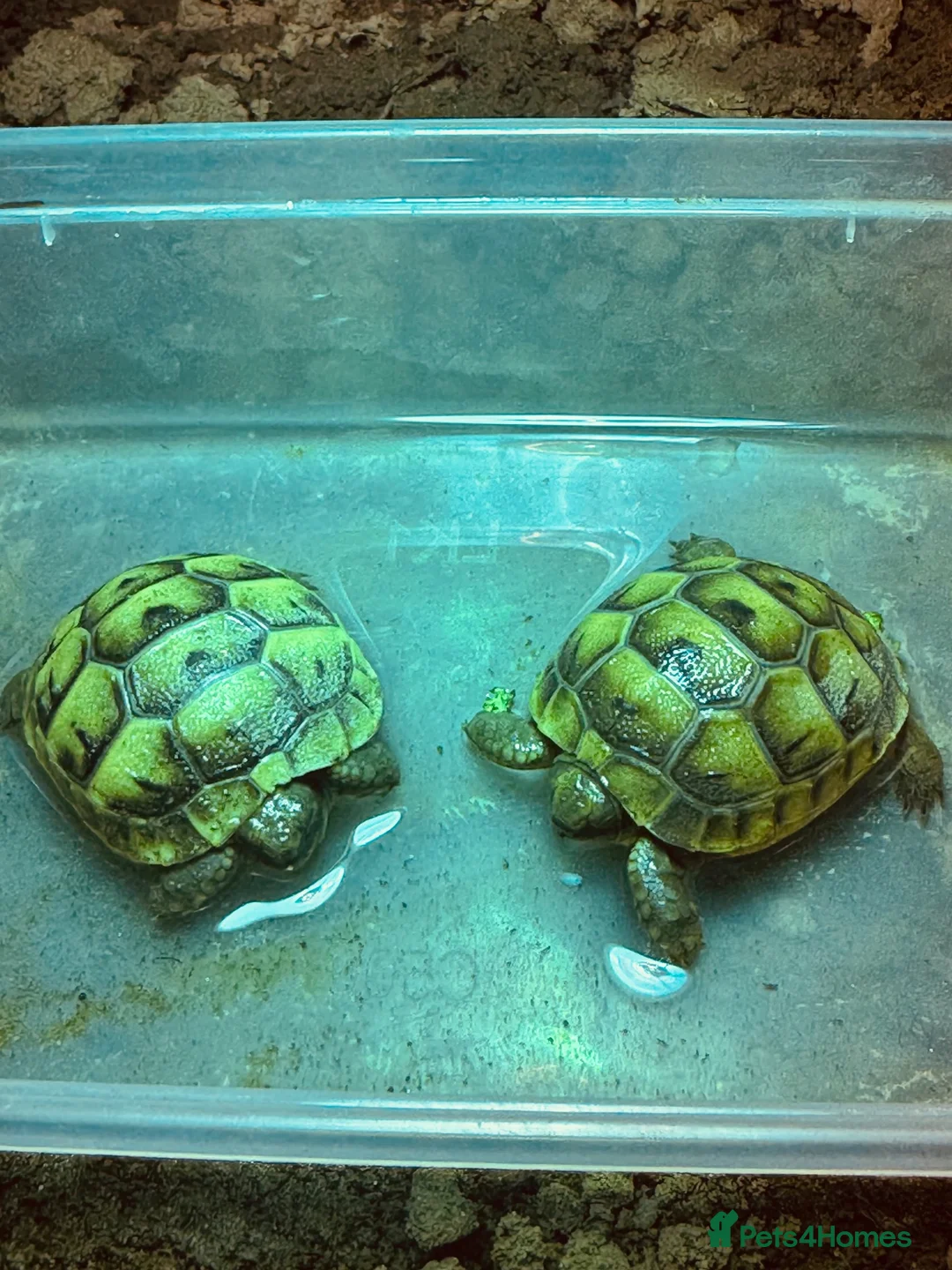 Tortoise reptiles for sale: spur-thighed tortoise - Advert 4