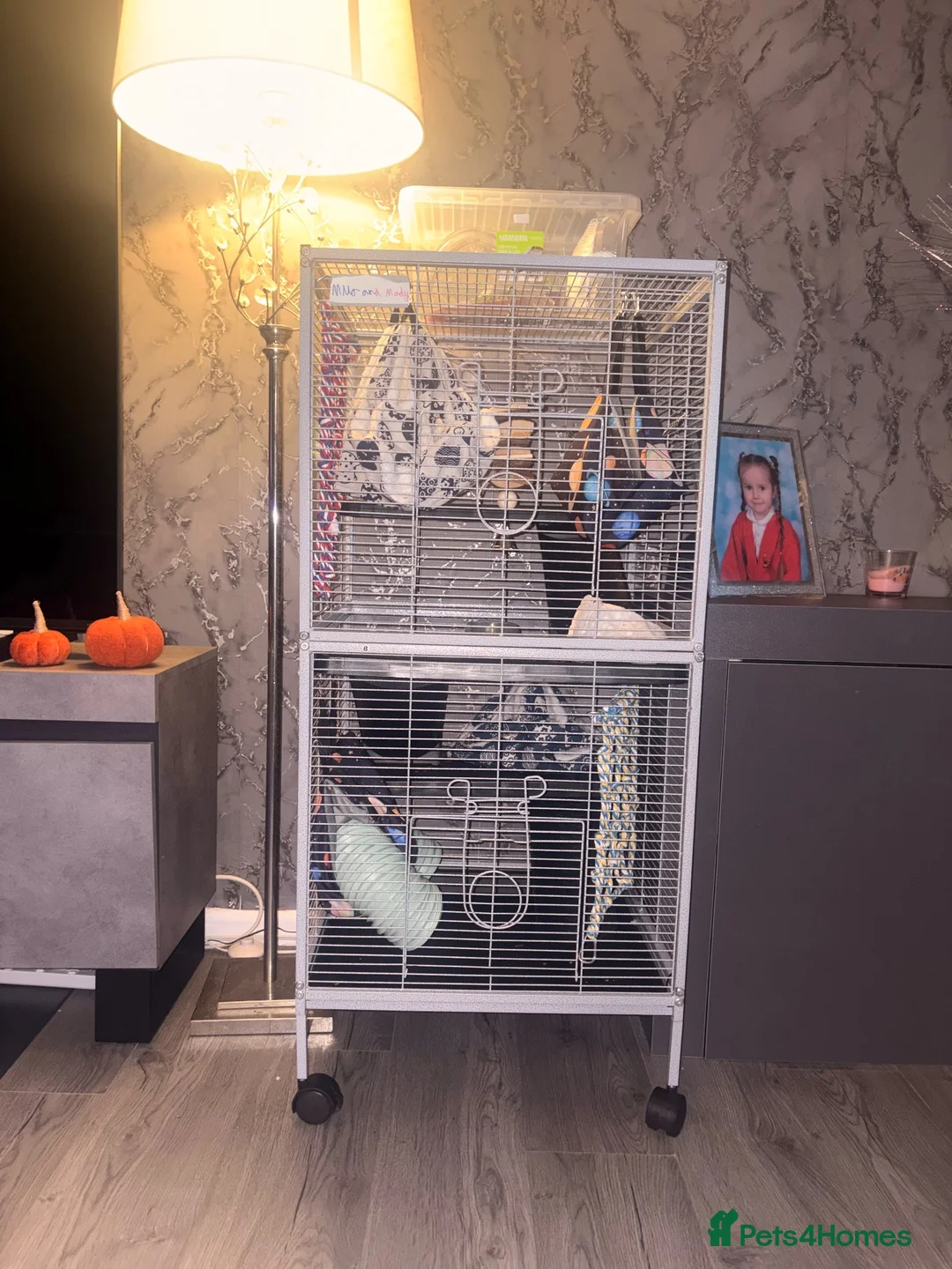 Sugar Glider rodents for sale: 15 week old sugar glider with full setup - Advert 3