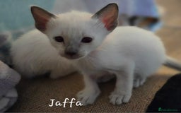 Balinese cats for sale: 8 supersoft purebred GCCF reg Balinese variants - Image 20