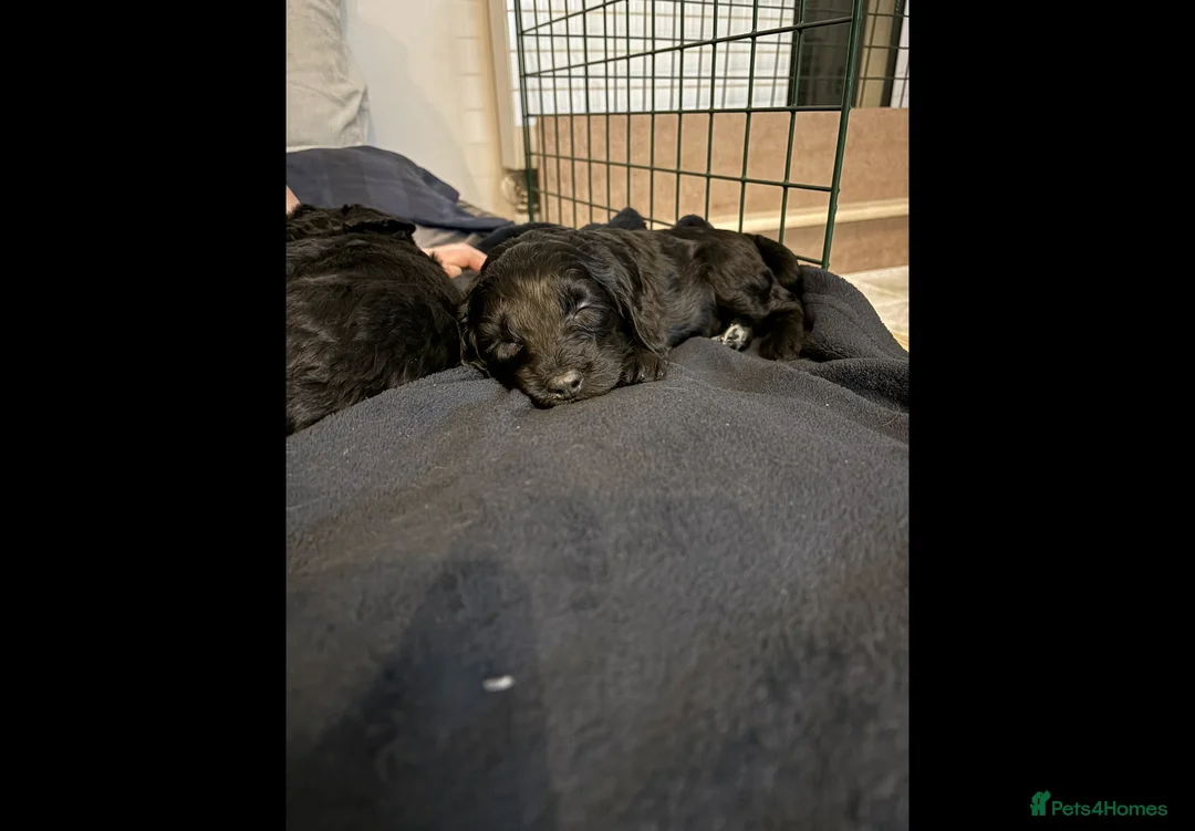 Mixed Breed dogs for sale: Miss Red - Advert 5