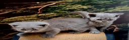 Selkirk Rex cats for sale: Gorgeous Selkirk rex kittens 😻 - Advert 26