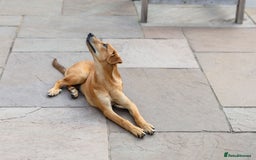 Mixed Breed dogs for adoption: Soft sweet Sophia - Image 16