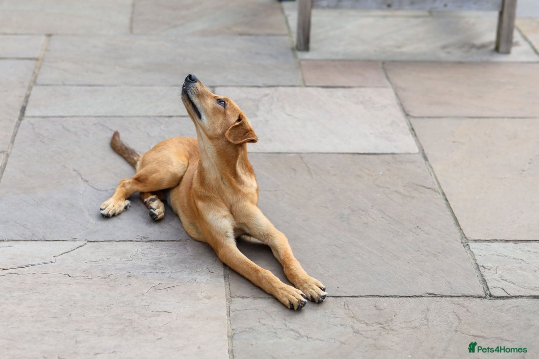 Mixed Breed dogs for adoption: Soft sweet Sophia - Image 16