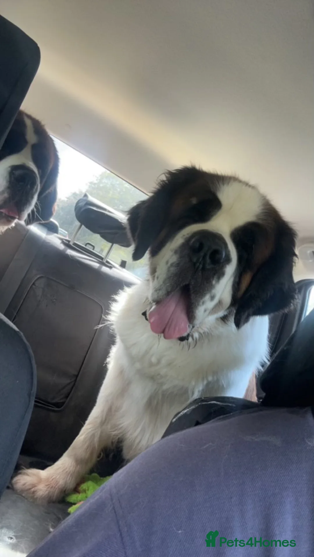 Saint Bernard dogs for stud: KC reg Big strong fluffy boy up for STUD (PROVEN) in Uttoxeter - Advert 2
