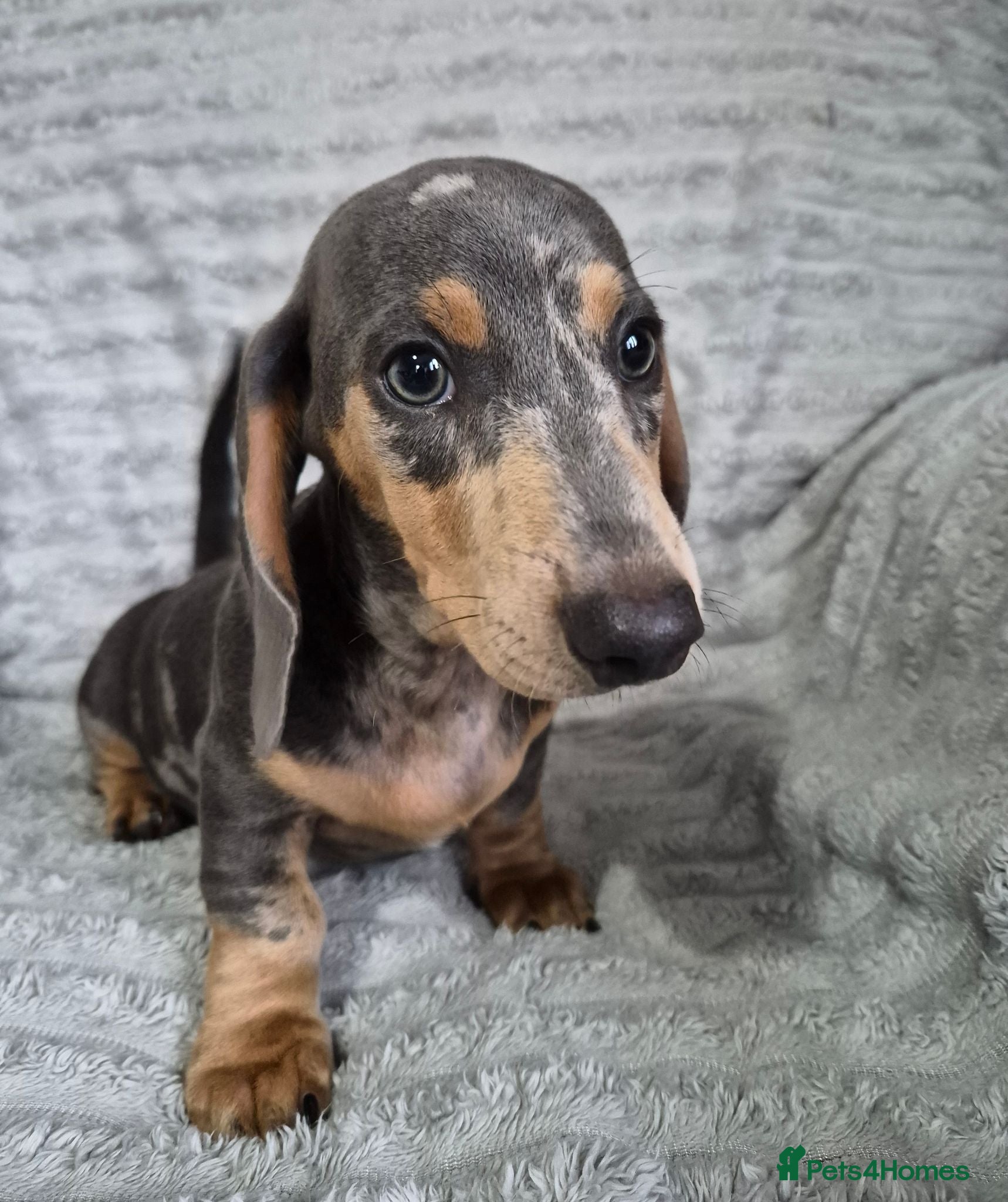 Miniature Dachshund dogs Miniature Dachshund puppies - Advert 1