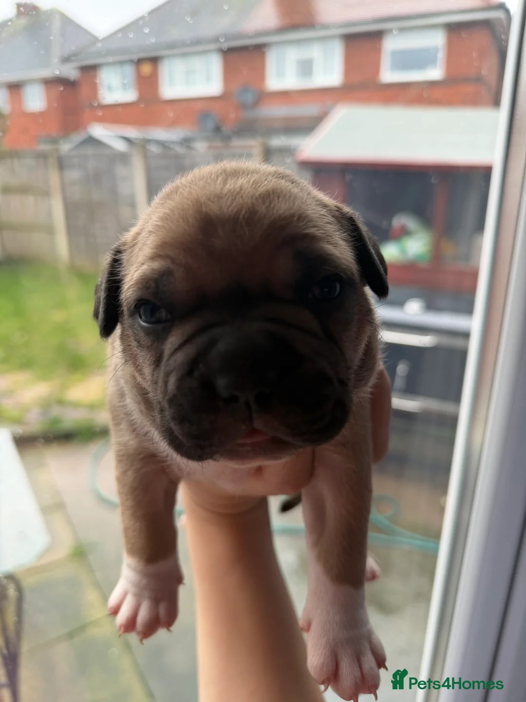 American Bully dogs for sale: American bully classic puppies for sale  - Advert 27