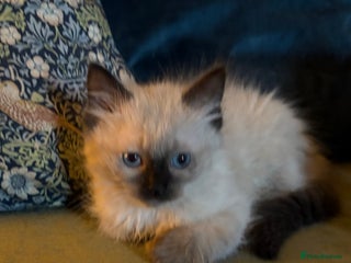 Ragdoll cats GCCF Ragdolls kitten - Advert 2