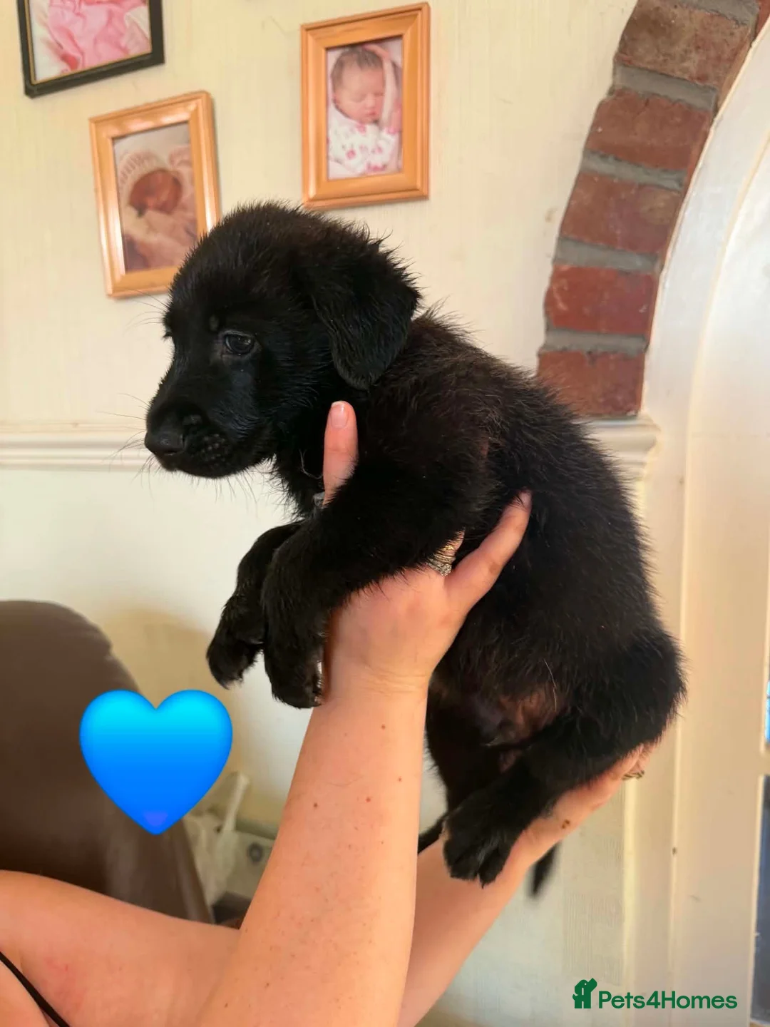 Sheprador dogs for sale: German Shepherd x Labrador pups - Advert 20