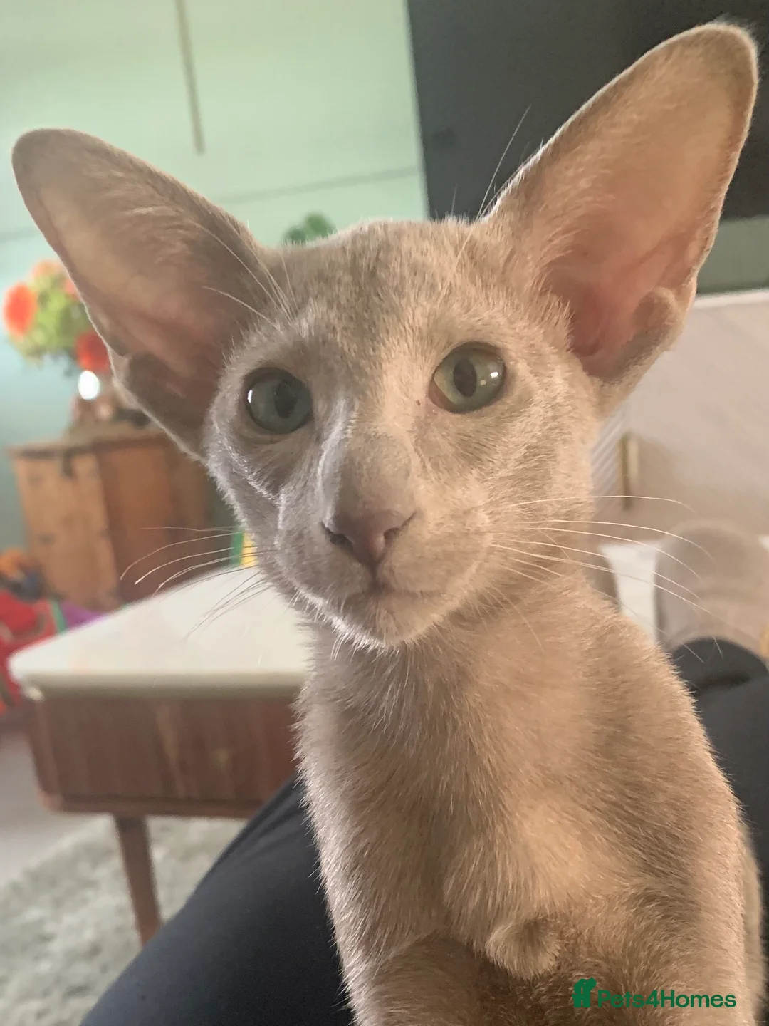 Oriental cats for sale: Stunning Lilac Oriental Girl - Advert 1