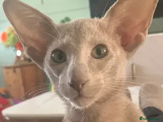 Oriental cats Stunning Lilac Oriental Girl - Advert 1