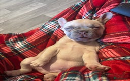 French Bulldog dogs for sale: Cream male French bulldog - Image 4
