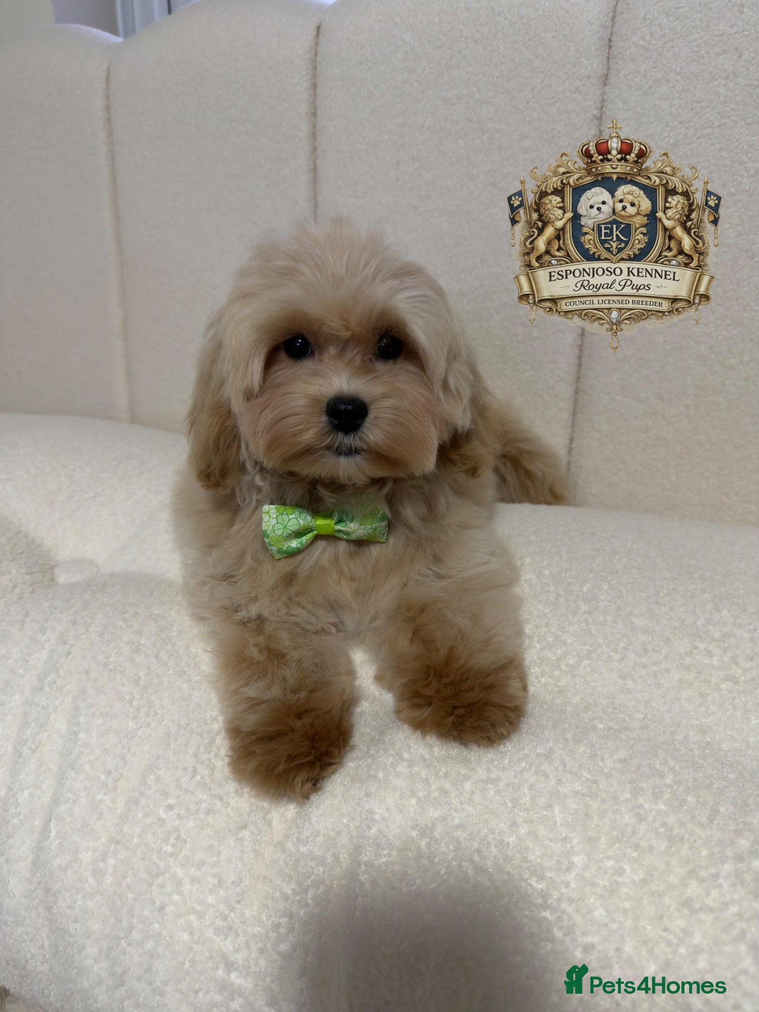Maltipoo dogs 👑 Last Exquisite Esponjoso Royal maltipoo Boy 👑 - Advert 1