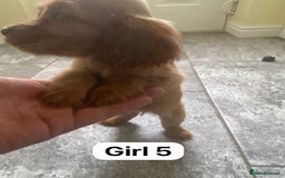 Cocker Spaniel dogs for sale: OUT STANDING GOLDEN SHOW TYPE COCKER SPANIEL  - Image 25