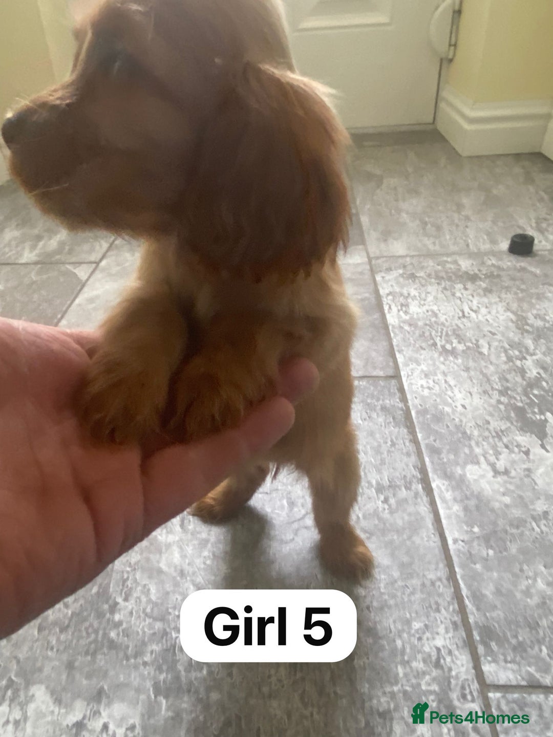 Cocker Spaniel dogs for sale: OUT STANDING GOLDEN SHOW TYPE COCKER SPANIEL  - Image 25