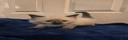 Ragdoll cats for sale: Colour point kittens  - Advert 6