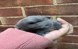 Dwarf Lop rabbits for sale: VERY Friendly lop rabbits - ready now!!  - Image 14