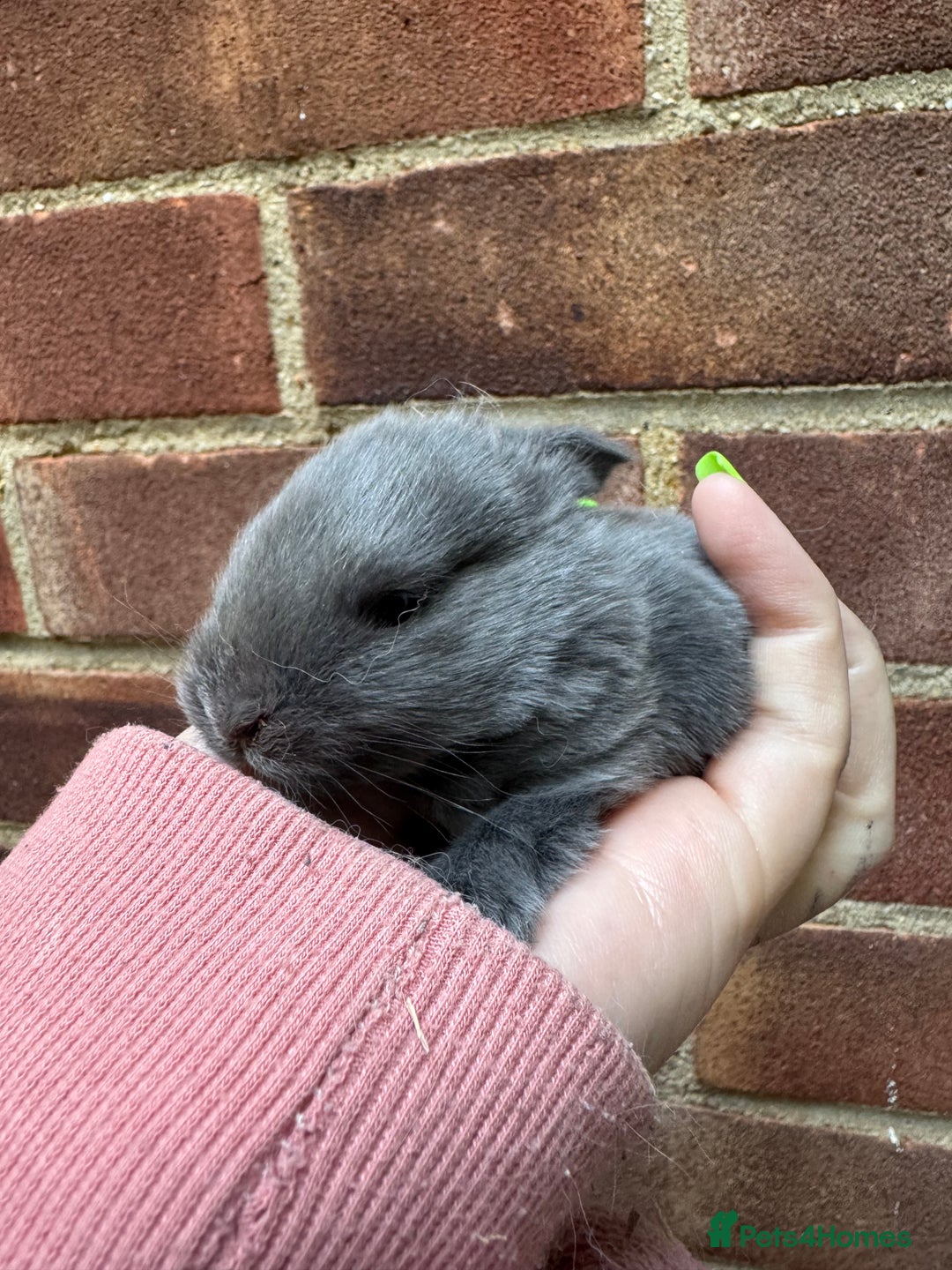 Dwarf Lop rabbits for sale: VERY Friendly lop rabbits - ready now!!  - Image 14