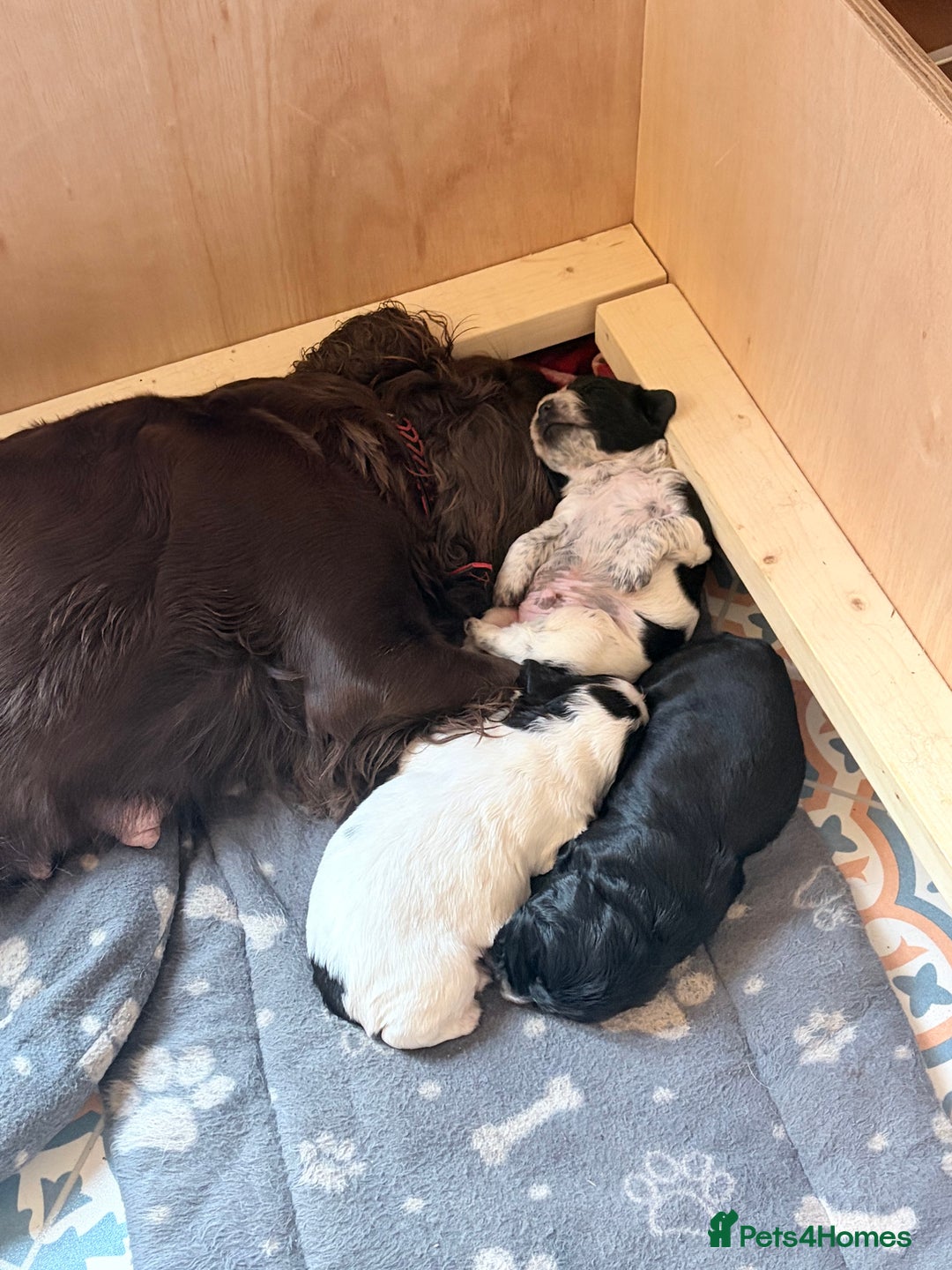 Sprocker dogs for sale:  Sprocker Spaniel puppies for sale - Advert 1