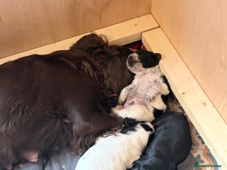 Sprocker dogs Sprocker Spaniel puppies for sale - Advert 1