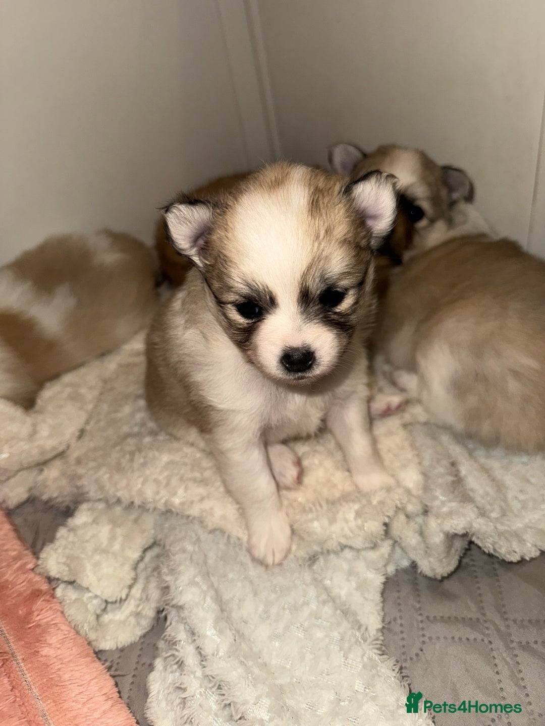 Pomchi dogs for sale: Pomchis  - Advert 11