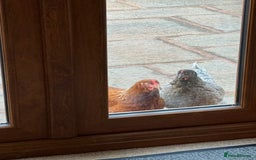 Chickens poultry for sale: 5 Laying Hens Free - Image 6