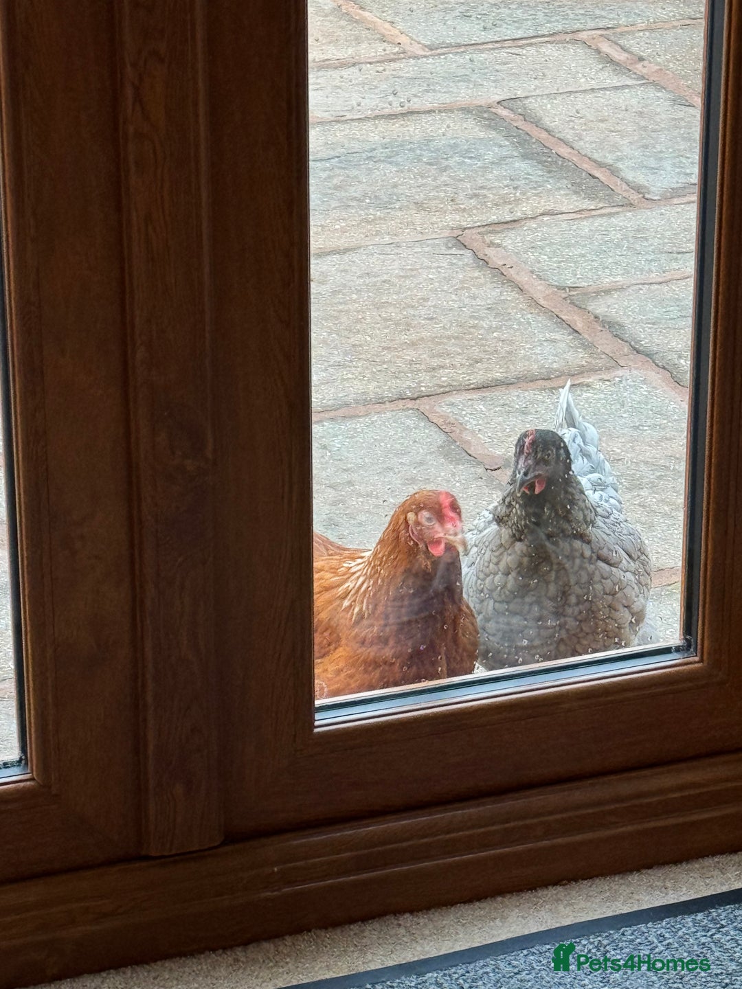 Chickens poultry for sale: 5 Laying Hens Free - Image 6