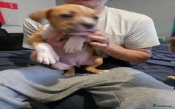 Mixed Breed dogs for sale: Gorgeous litter of puppies red fawn  - Image 13