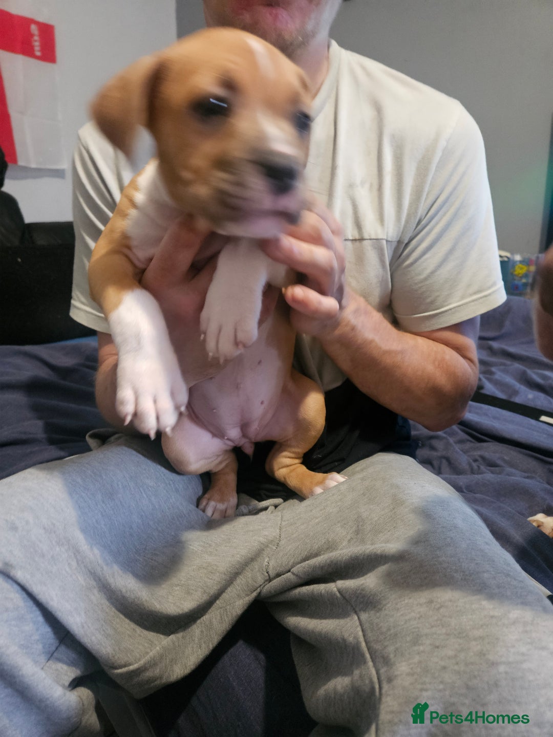 Mixed Breed dogs for sale: Gorgeous litter of puppies red fawn  - Image 13