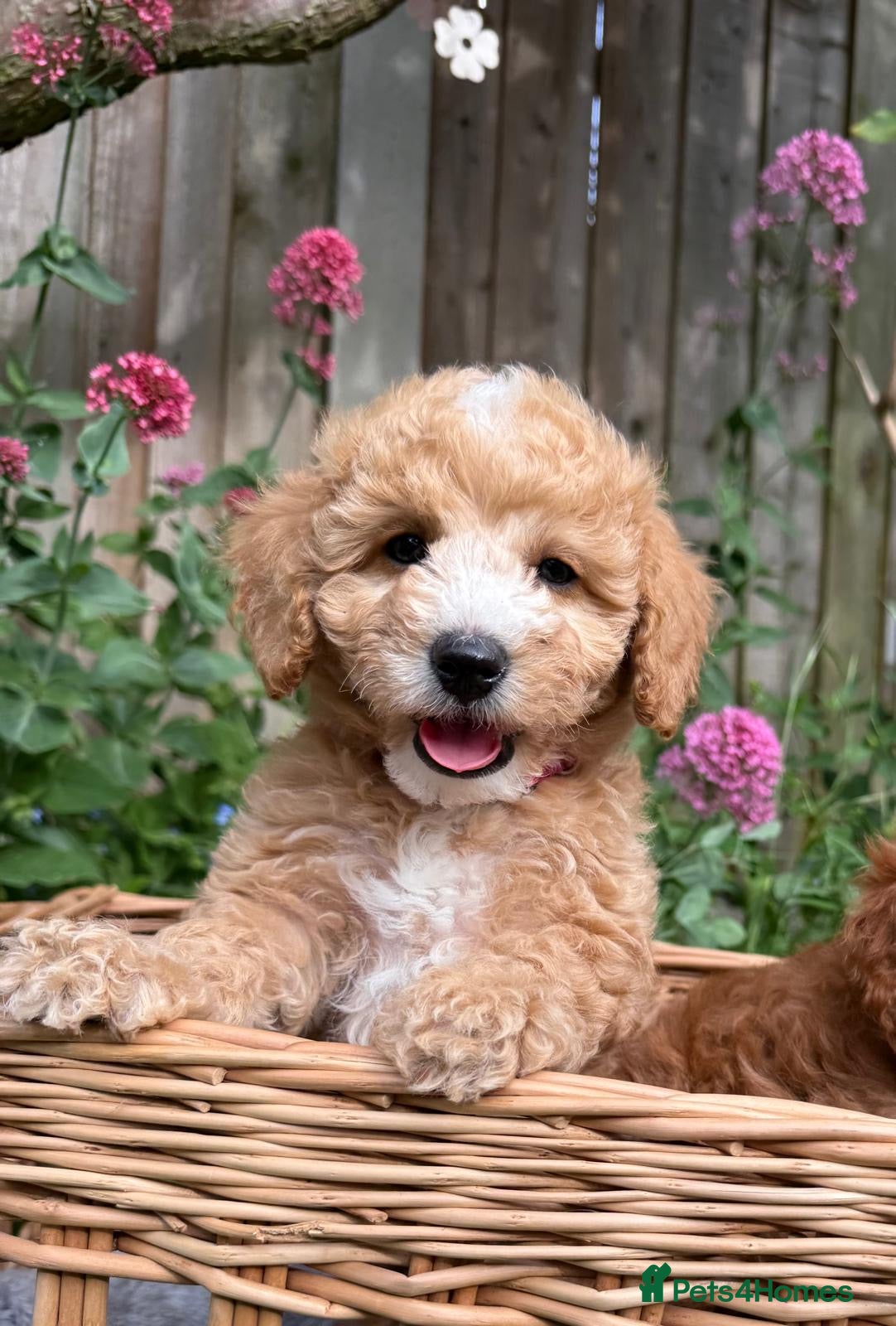 Toy Poodle dogs Outstanding KC Toy Poodles - READY NOW - Advert 3