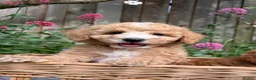 Toy Poodle dogs for sale: Outstanding KC Toy Poodles - READY NOW - Advert 1