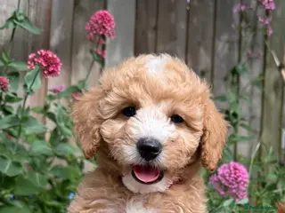 Toy Poodle dogs Outstanding KC Toy Poodles - READY NOW - Advert 3