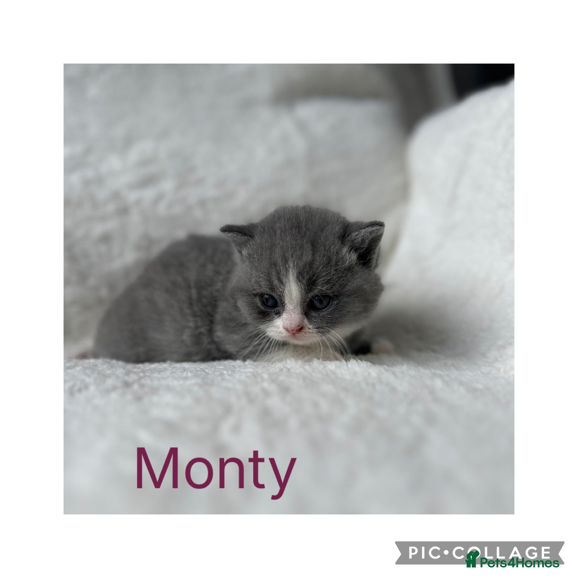 British Shorthair cats 🐾 Beautiful British Shorthair Kittens 🐾 - Advert 6