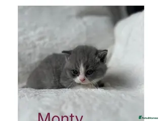 British Shorthair cats 🐾 Beautiful British Shorthair Kittens 🐾 - Advert 6